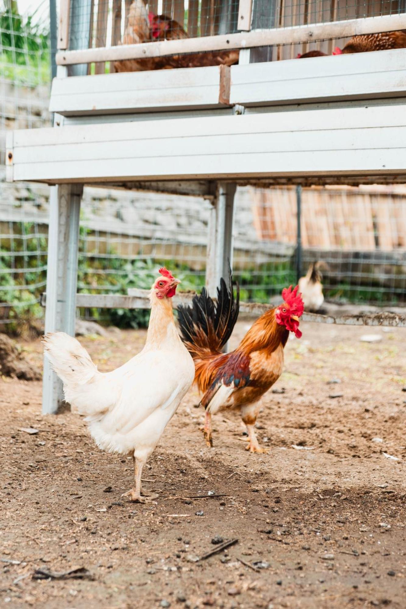 Girihill Séjour à la ferme *